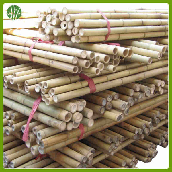 Bamboo cane for agriculture or garden - Image 2