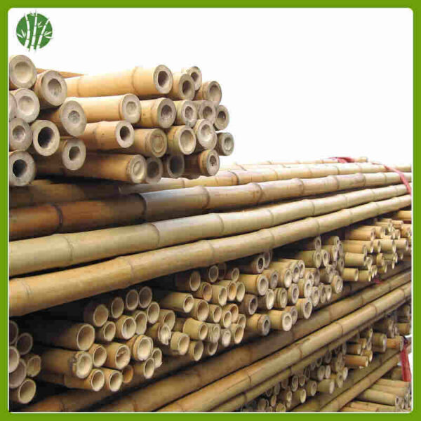 Bamboo cane for agriculture or garden - Image 3