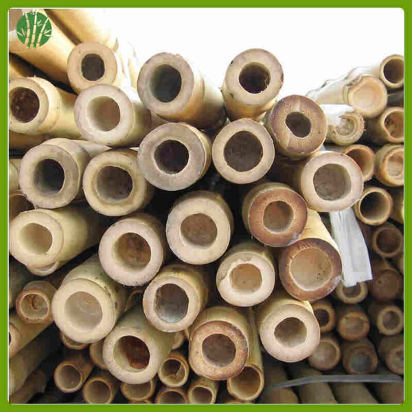 Bamboo cane for agriculture or garden - Image 4